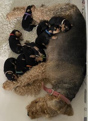 KC Registered Airedale Terrier Pups 